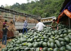 Hơn chục thương lái Trung Quốc chi phối dưa hấu Việt Nam