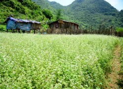 Lạc giữa thung lũng hoa tam giác mạch trắng xứ Lạng