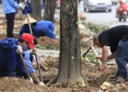 Phó Thủ tướng Hoàng Trung Hải chỉ đạo làm rõ vụ thay thế cây xanh ở Hà Nội