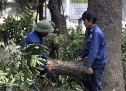 Phó Thủ tướng: Sớm kết luận, xử lý trách nhiệm vụ chặt cây ở Hà Nội