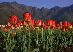 Vườn hoa tulip rực rỡ và lớn nhất châu Á