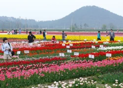 5 lễ hội hoa tulip rực rỡ ở Hàn Quốc