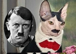 Chú mèo trông giống như Hitler