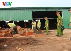 Đắk Lắk: Phát hiện, thu giữ hàng chục khối gỗ lậu nhóm IIA quí hiếm