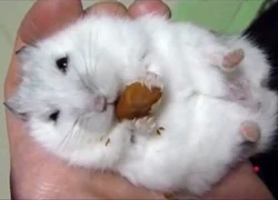 Giáo viên nuốt sống chuột hamster ngay trước mặt học sinh