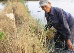 Hiện tượng lạ: Chân đen thui sau lội ruộng