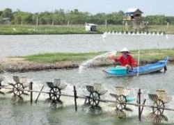 Hỗ trợ 2 tỉnh phòng, chống dịch bệnh thủy sản