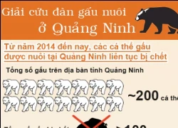 Infographic: Giải cứu đàn gấu nuôi ở Quảng Ninh