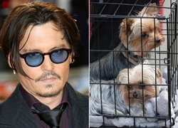 Johnny Depp có thể ngồi tù vì chó cưng