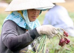 Không có chuyện hành tím Vĩnh Châu dùng chất bảo quản làm mù mắt