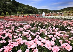 Lễ hội hoa hồng thơm ngát ở công viên Ulsan