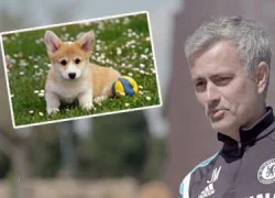 Mourinho từng đi tù vì... chó cưng