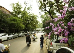 Mùa bằng lăng tím ngắt phố cổ