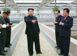 Ông Kim Jong-un nổi giận với trại nuôi rùa làm việc tắc trách