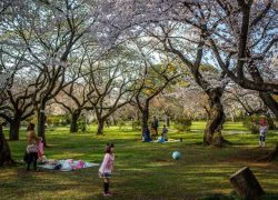 Thiên đường hoa anh đào ở Tokyo