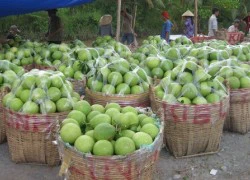 Trái cây: Giá giảm thê thảm