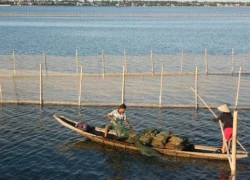 Cả gia đình thiệt mạng thương tâm trên phá Tam Giang