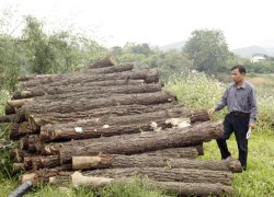 Chuyên gia trồng rừng thành &#8216;kẻ trộm&#8217;: Đổi tội danh sang &#8216;hủy hoại tài sản&#8217;