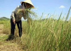 Hạn chưa từng thấy trong 10 năm qua