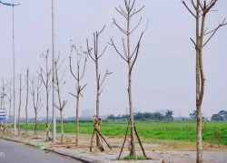 Hàng trăm cây chết khô trên tuyến đường 6.600 tỷ ở HN