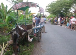 Hy hữu xe ngựa tông cụ ông tử vong