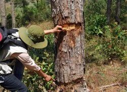 Lần đầu tiên bắt quả tang người ken cây, giết rừng thông