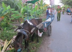 Tai nạn hi hữu: Xe ngựa tông xe gắn máy, 1 người chết