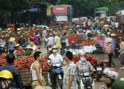 Tất cả nhường chỗ cho mùa vải!