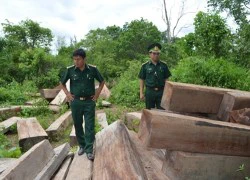 Biên phòng Quảng Trị phát hiện bãi gỗ lậu cực lớn