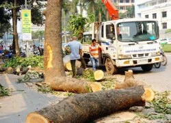 Chủ tịch Hà Nội: Cải tạo, thay thế cây xanh là bài học đắt giá