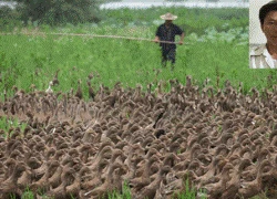 Cuộc truy bắt têm trộm sừng sỏ dưới vỏ bọc người chăn vịt