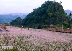 Dân phượt mê đắm cánh đồng hoa tam giác mạch