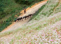 Hoa tam giác mạch nở bừng sáng Simacai giữa mùa hè