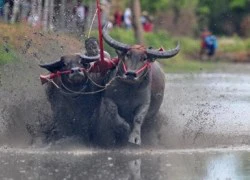 Kịch liệt cảnh trâu đua nhau bạt mạng trên đường đua