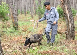 Lần đầu tiên đưa chó nghiệp vụ đi rà mìn ở Việt Nam