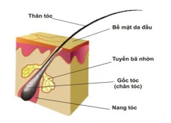 'Lắng nghe' cơ thể khi tóc rụng