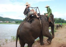 Miệt mài "chạy sô", Voi Đắc Lắc trước nguy cơ bị xóa sổ