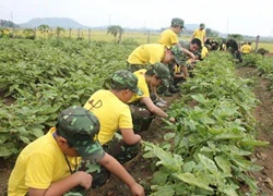 Trải nghiệm Học kỳ quân đội