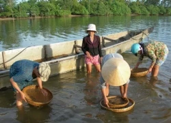 Sông Lam "khát" hến