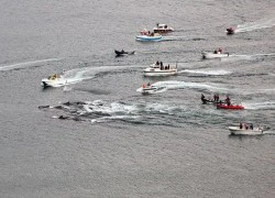 Thảm sát cá voi khủng khiếp ở Faroe Islands