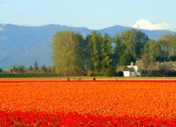 Thiên nhiên bốn mùa ở tiểu bang Washington