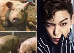 T.O.P (Big Bang) gây tranh cãi vì đăng loạt ảnh lợn trên Instagram