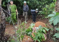 Trộm bò táo tợn và xẻ thịt ngay trong rẫy