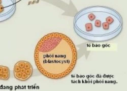 Vai trò của tế bào gốc trong thẩm mỹ