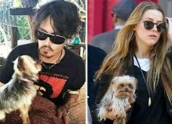 Vợ trẻ của Johnny Depp có nguy cơ phải ngồi tù 11 năm