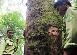 'Vương quốc pơ mu' được công nhận là Cây Di sản Việt Nam