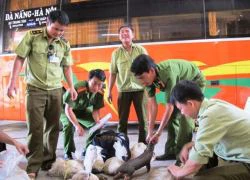 Chặn hơn nửa tấn lòng heo thối trên đường ra Hà Nội tiêu thụ