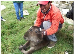 Con bê 2 đầu ở Peru