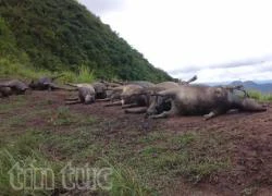 Đàn trâu 19 con tại Hà Giang chết do sét đánh