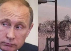 Kỳ lạ đàn chim ngẫu nhiên xếp hình Tổng thống Putin ở New York?